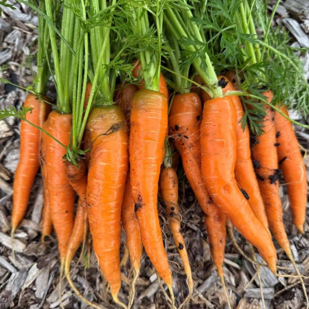 Gulerod fr�. Caravel. Daucus carota. F1. Ca. 850 �kologiske fr�
