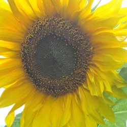 Solsikke fr�. Giant yellow single. Helianthus annuus. Ca.  40 �kologiske fr�.