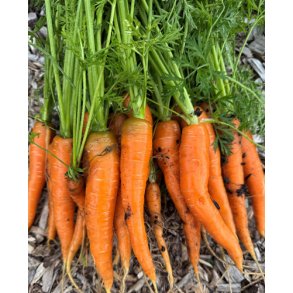 Gulerod. Caravel. Daucus carota. F1. kologisk. Fr