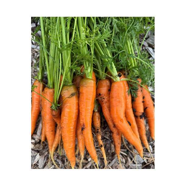 Gulerod. Caravel. Daucus carota. F1. kologisk. Fr