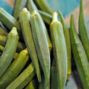 Okra fr�. Gombo Clemson spineless. Hibiscus esculentus. Ca. 140 Fr�