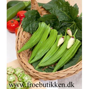 Okra. Gombo Clemson spineless. Hibiscus esculentus.  Fr
