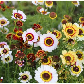 Okseje. Flerfarvet. Merry mixed. Fr