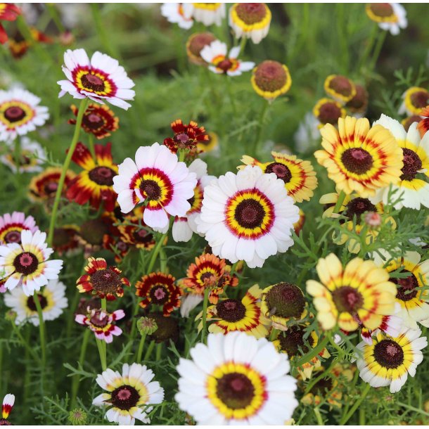 Okseje. Flerfarvet. Merry mixed. Fr