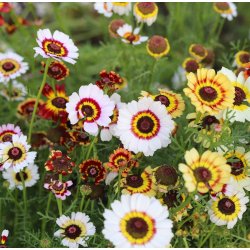 Okseje. Flerfarvet. Merry mixed. Fr