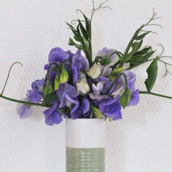 �rteblomster fr�. Old Spice. Flora Norton. Lathyrus odoratus. Ca. 70 Fr�