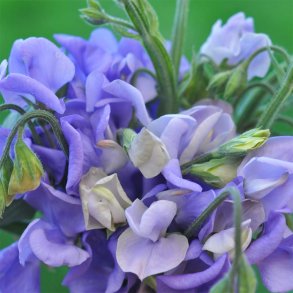�rteblomster fr�. Old Spice. Flora Norton. Lathyrus odoratus. Ca. 70 Fr�