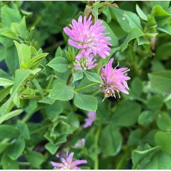 Klver. Persisk. Trifolium resupinatum. Fr