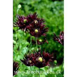 Opiumvalmue. Black swan. Papaver somniferum. Fr