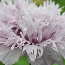 Opiumvalmue fr�. Lilac pompom. Papaver somniferum. 5100 Fr�.