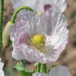 Opiumvalmue fr�. Hungarian breadseed. Papaver somniferum. Ca. 2200 Fr�