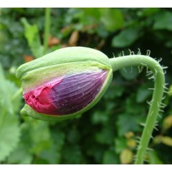 Opiumvalmue. Mix. Papaver somniferum. Fr.