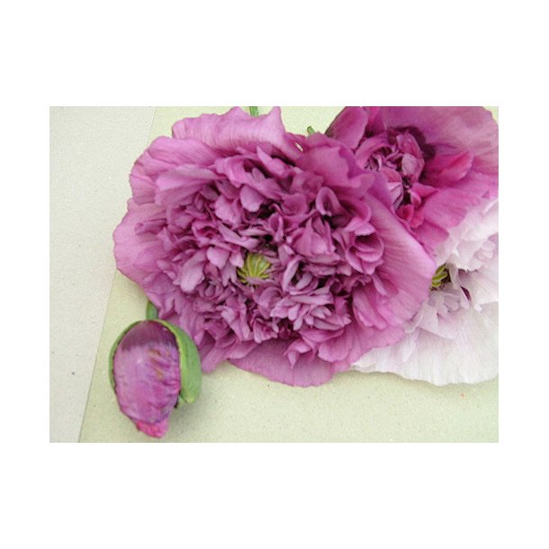 Opiumvalmue. Papaver somniferum. Mix. Fr.