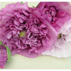 Opiumvalmue. Mix. Papaver somniferum. Fr.