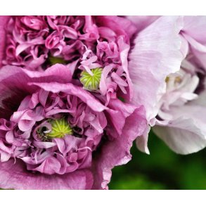 Opiumvalmue. Double violet blush. Papaver somniferum. Fr.