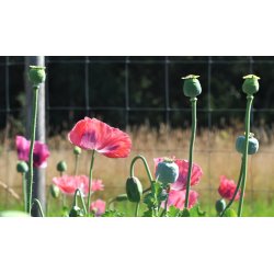 Opiumvalmue. The giant. Papaver somniferum. Fr.