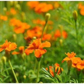 Appelsintagetes. Orange. Tagetes tenuifolia. XL Fr.