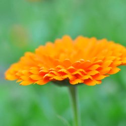 Morgenfrue fr. Balls orange. Calendula officinalis. Ca. 225 kologiske Fr.