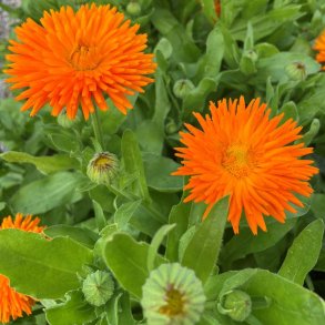 Morgenfrue fr�. Radio orange. Calendula officinalis. XL pose. Ca. 10500 Fr�.