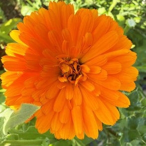 Morgenfrue fr�. Pacific beauty Persimmon. Calendula officinalis. Ca. 500 Fr�