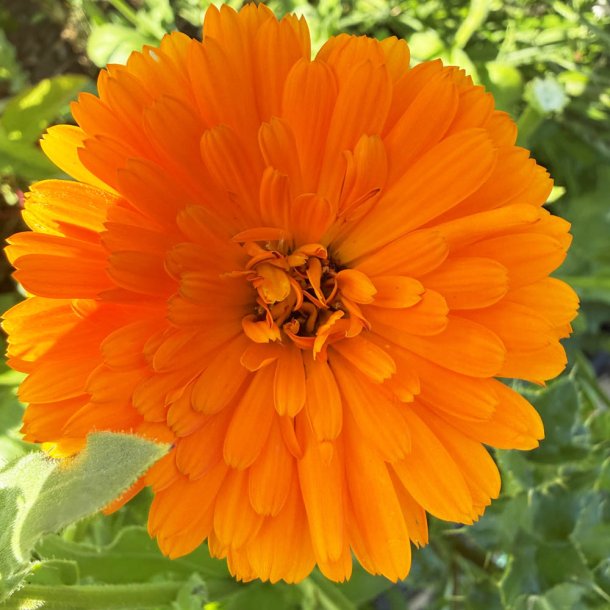 Morgenfrue fr�. Pacific beauty Persimmon. Calendula officinalis. Ca. 500 Fr�