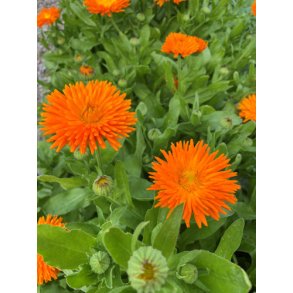Morgenfrue. Radio orange. Calendula officinalis. Fr.