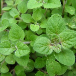 Oregano Gr�sk fr�. Origanum hirtum heracleoticum. Ca. 3000 Fr�.