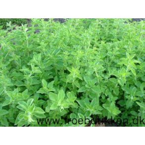 Oregano. Origanum vulgare. kologisk. Fr.