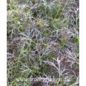 Orientalsk sennepssalat. Ruby streaks. Brassica juncea. Fr