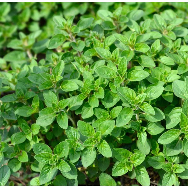 Oregano. Origanum vulgare. Fr.