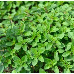 Oregano. Origanum vulgare.  Fr.