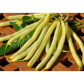 Bnner. Orinoco wax. Phaseolus vulgaris. Buskbnner. Fr.