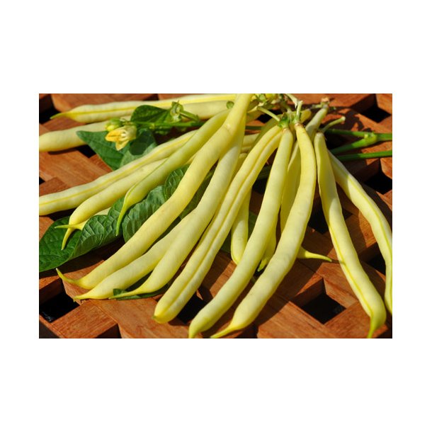 Bnner. Orinoco wax. Phaseolus vulgaris. Buskbnner. Fr.