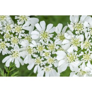 Blomsterkrvel. Orlaya grandiflora. White Lace. Fr