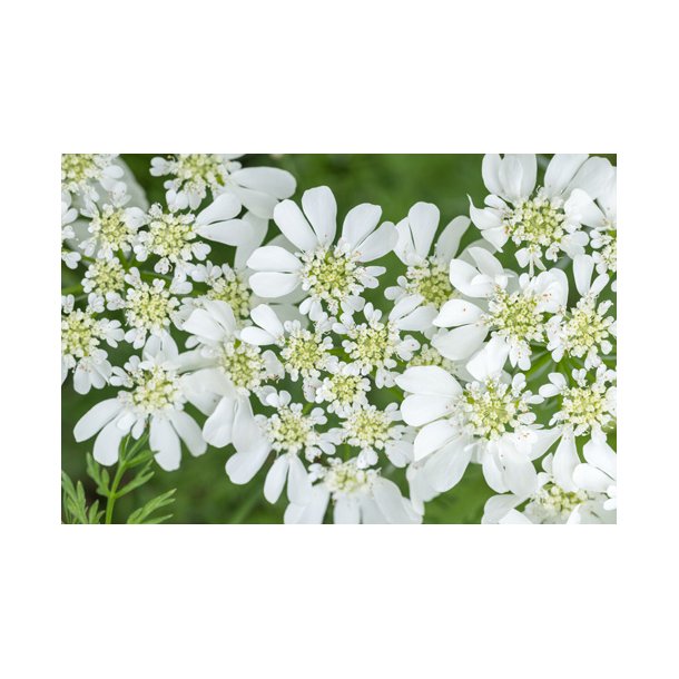 Blomsterkrvel. Orlaya grandiflora. White Lace. Fr