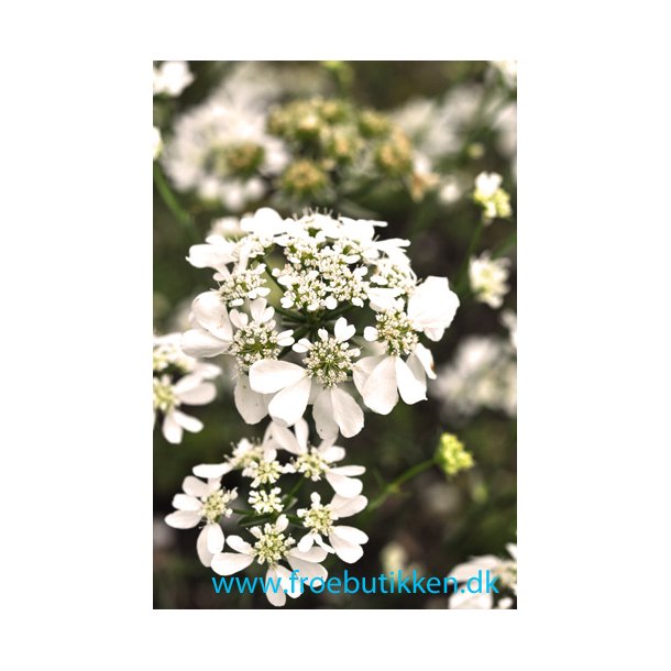 Blomsterkrvel. White Lace. ID1981-8951. Fr