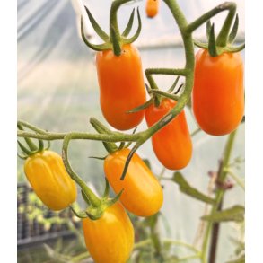 Tomat. Ormato. Solanum lycopersicum. kologisk. Fr