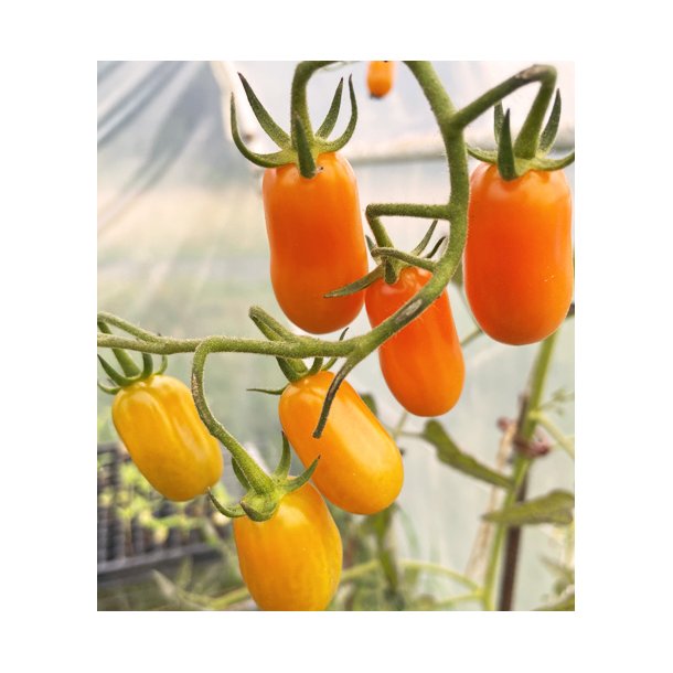 Tomat. Ormato. Solanum lycopersicum. kologisk. Fr