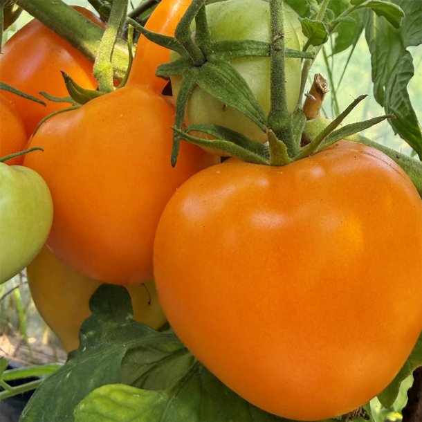 Tomat fr�. Oxheart orange. Solanum lycopersicum. Ca. 15 fr�