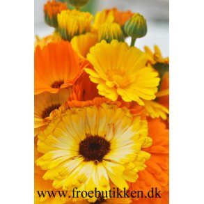 Morgenfrue. Pacific beauty. Calendula officinalis. kologisk. Fr