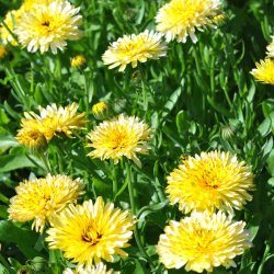 Morgenfrue fr�. Pacific Beauty Cream. Calendula officinalis. Ca. 500 Fr�