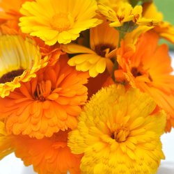 Morgenfrue fr. Pacific beauty. Calendula officinalis. Ca. 180 kologiske fr