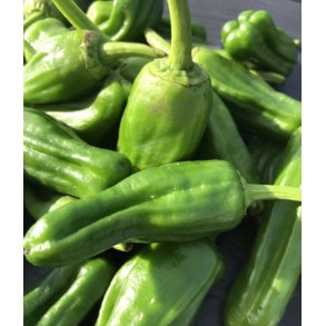 Chili. Padron.  Capsicum annuum. kologisk. Fr.