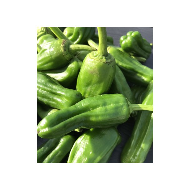 Chili. Padron. Capsicum annuum. kologisk. ID2024-5500. Fr.