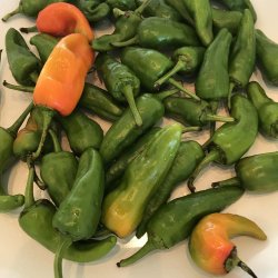 Chili. Padron.  Capsicum annuum. kologisk. Fr.