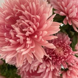 Sommerasters fr�. Paeony apricot chamois. Callistephus chinensis. Ca. 160 Fr�