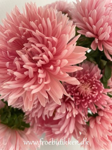 Flotte snitblomster fra frø