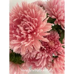 Sommerasters. Paeony apricot chamois. Callistephus chinensis. Fr