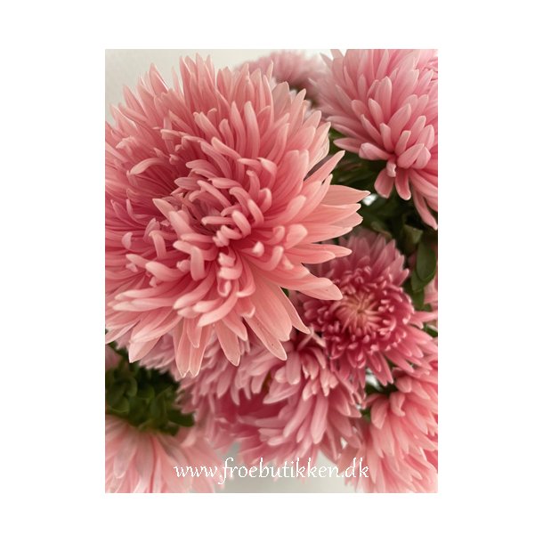 Sommerasters. Paeony apricot chamois. Callistephus chinensis. Fr