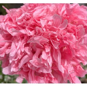Ponvalmue. Paeony pink. Papaver paeoniflorum. Fr